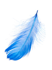 Elegant blue feather isolated on the white background