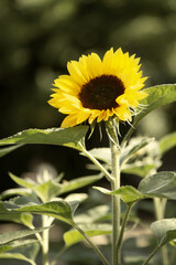 Close-up shot of the blooming yellow sunflower (Helianthus annus), summer flower