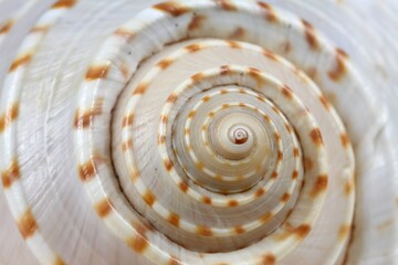 Detail of a sea shell. Close up of the beautiful nautical shell.