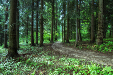 Obraz premium path in the forest