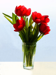 pretty multicolor spring tulips close up