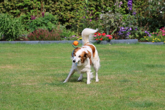 Border Collie Mix Leila spielt im Garten mit dem Ball