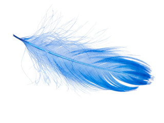 Elegant blue feather isolated on the white background