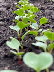 Cucumber plant