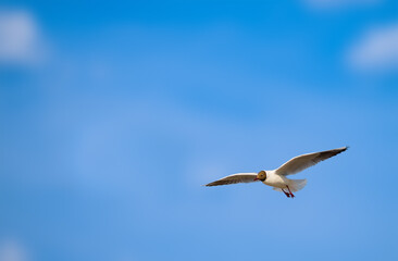Flying seagull, Chroicocephalus ridibundus, against blue sky