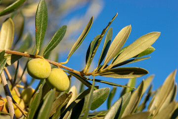 Olives in olive tree, matured for the preparation of the oil