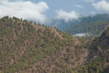 Forest of Canary Island pine Pinus canariensis on a hill. La Palma. Canary Islands. Spain.