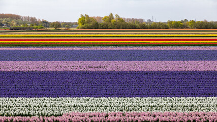 Farbenexplosion in den Niederlanden