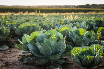 Cabbage vegetable at field