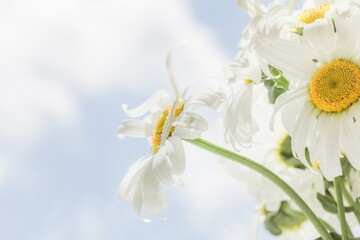 Fototapeta na wymiar Chamomile beautiful flower sky sunny. environment