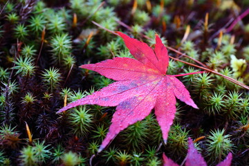 紅葉した楓