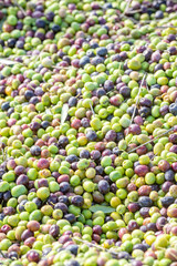 Freshly picked olives piled up for transport