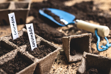 Planting seeds into peat pot on table. Sowing cucumber seed. Agricultural activity in spring. Plant...
