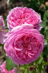 Fototapeta premium pink roses a symbol of gratitude grace and joy