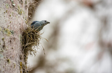 Pájaro en nido
