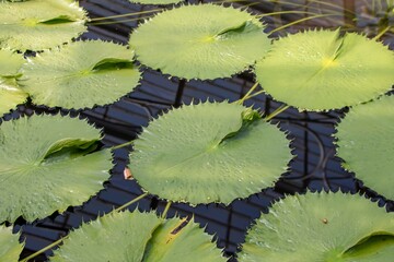 spiny edged lily pads and reflections