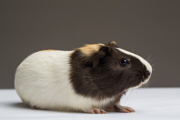 Guinea pig three colouring studio