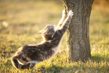 Lovely ashy spotted cat sharpens its claws on a tree trunk in the garden.
