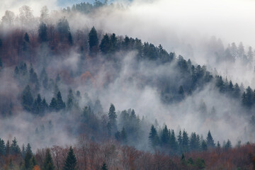 brouillard dans la forêt dans les montagnes, Bieszczady