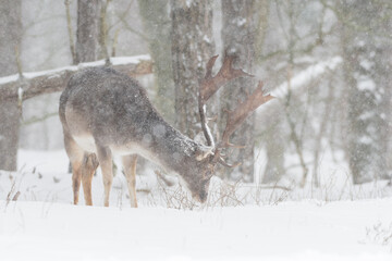 Fallow deer in the snowy world with freshly fallen snow. Photographed in the dunes of the Netherlands.