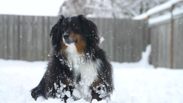 portrait of a minature Australian Shepherd dog in light snowfall