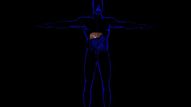 Human Liver Anatomy With Digestive System For Medical Concept 3D