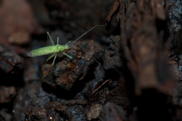 Bug on the forest floor. Cubo de La Galga. La Palma. Canary Islands. Spain.