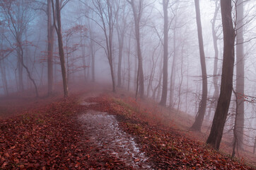 fog in the forest
