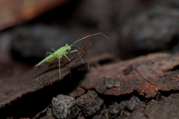 Bug on the forest floor. Cubo de La Galga. La Palma. Canary Islands. Spain.