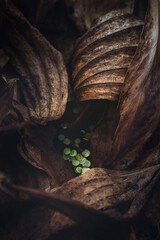 Little new wild plant on dry leaves after forest fire.The rebirth of nature after the fire.Ecology concept background.