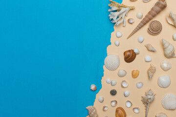 Different sea shell on a blue background