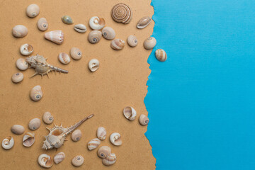 Fototapeta na wymiar Different sea shell on a blue background