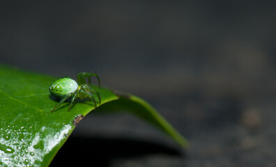 Orb-weaver spider Araniella maderiana on a leaf. Cubo de La Galga. La Palma. Canary Islands. Spain.