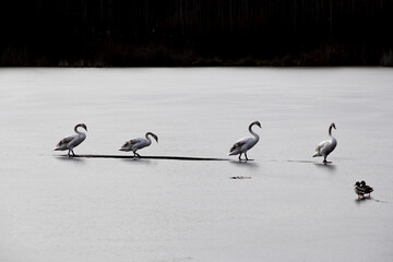 Two ducks watching four swans walking by behind each other on a frozen lake