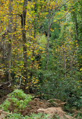 Mixed forest with sweet chestnuts Castanea sativa. Cubo de La Galga. La Palma. Canary Islands. Spain.