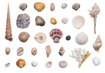 Various kinds of seashells on white background isolated