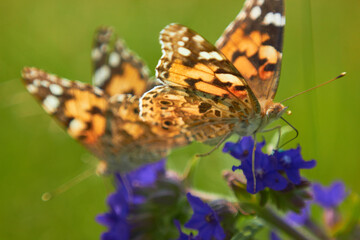 Close-up view of a beautiful Butterfly Drawn by Lady (Vanessa Cardui, Family: Nymphalids) on a blue flower in a meadow in the wild.