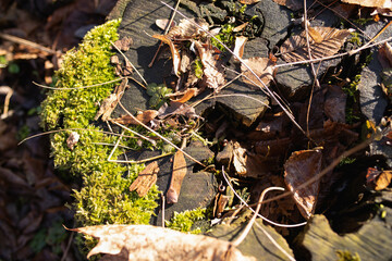 Moss on a cut and decaying tree trunk, The beginning of spring.