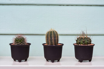 Cactus in a pot on table. - 416334014