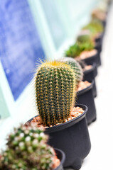 Cactus in a pot on table. - 416334073