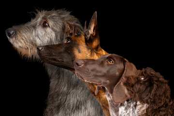 Group side view portrait of four dogs
