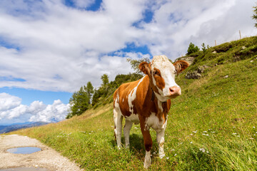 Fototapeta na wymiar Young bull on the road in the Italian Alps. Italian Dolomites. Trentino Alto Adige