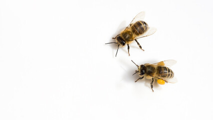 Honigbienen