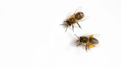 Foto op Plexiglas Honigbienen © C. Schüßler