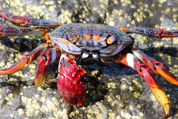 rote_Klippenkrabbe_mit_1_Schere