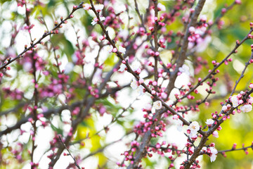 (Selective focus) Stunning view of some Plum blossoms in the foreground and blurred green trees in the background.  Blossom season, natural background. Tokyo, Japan.