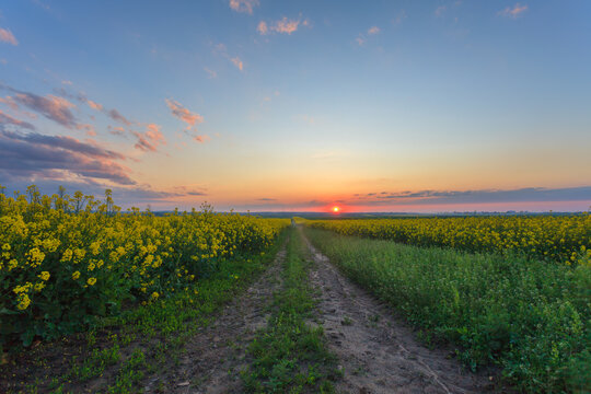 sunset in the field © uranos1980
