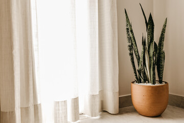 plant in a window
