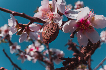 beautiful almond blossoms in a sunny day.