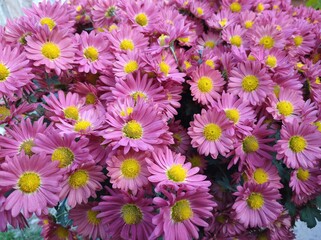 small bright pink chrysanthemums in big bouquet.